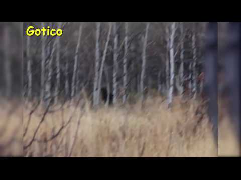 Охотник заснял на