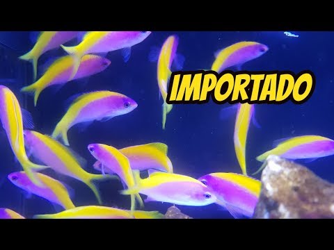 Vídeo: Introdução De Patógenos Bacterianos E Virais De Peixes Ornamentais Importados Na Coréia Do Sul