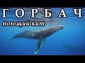 ГОРБАЧ - Поющий кит
