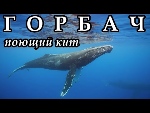 ГОРБАЧ - Поющий кит