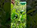 “Tiny Lemon Plant, Massive Harvest! 🍋🔥”| ছোটো গাছে এত লেবু ধরেছে 😱| 💯#lemon#gardening#shorts#harvest
