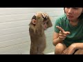 Baby monkey Miker having bath in the morning