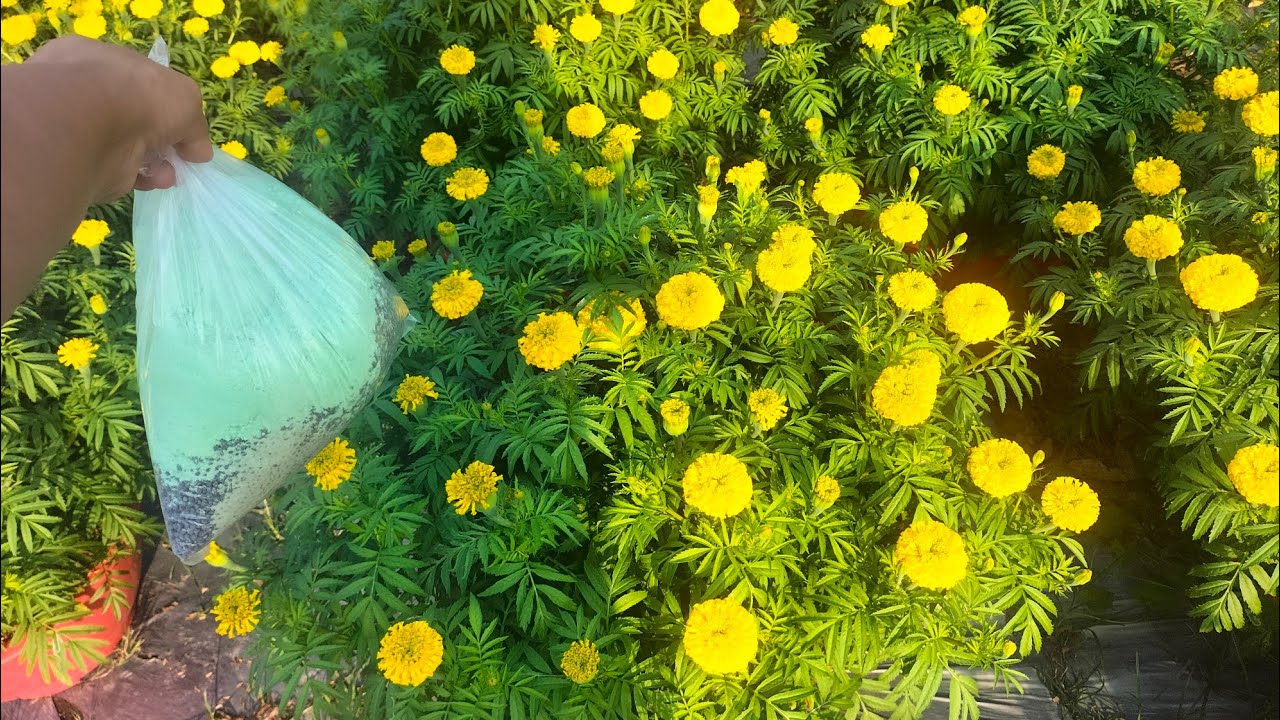 Tưới phân giúp cho cây vạn thọ xanh lá, đẹp bông (13/12) #vantho #garden #flowers #nhavuon