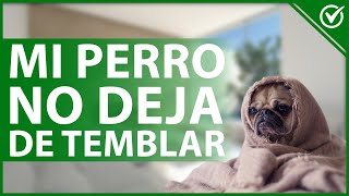 🐶 Why Won't Your Dog Stop Shaking? - Possible Causes and How to Treat It 😖🐶