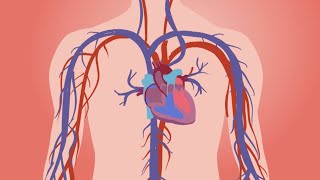 How the heart beats ❤️ | Easy to understand animation video