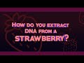 Strawberry dna extraction