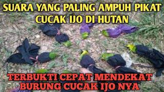 ampuh.. suara cucak ijo ribut yang paling ampuh 💯% pikat di hutan