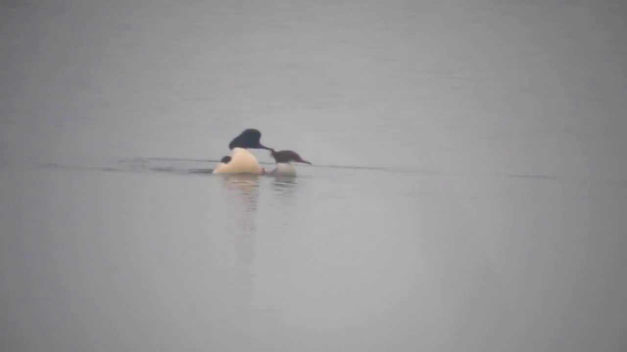 youtube editor apk Goosander, Grafham Water, Cambridgeshire, January 2017.