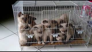 Lets Count how many Siamese Kitten? by Siam Cat Fam 156 views 2 years ago 8 seconds