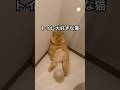 トイレが大好きすぎる猫🐱 #猫 #ねこ #猫のいる暮らし #かわいい猫 #ミヌエット