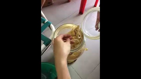 Ngâm rượu sâm, cá ngựa, ốc u. 0909693988