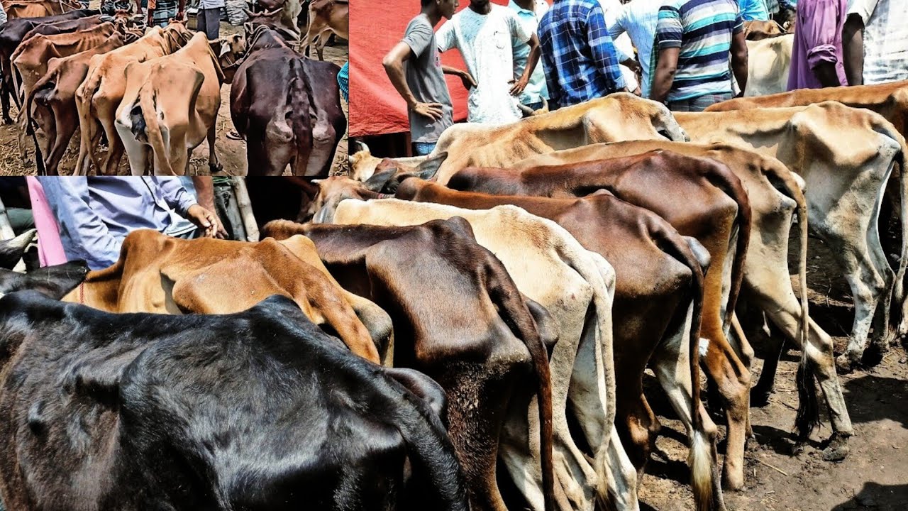 ১১/০২/২৫/ 