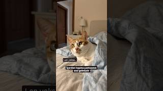 Kutsi şüphelendi 😂 #cat #kedi