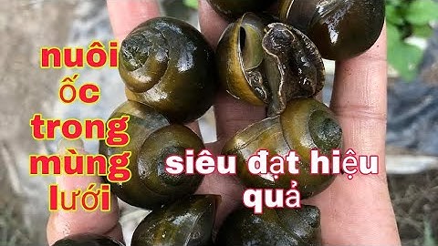 THĂM 120K CON ỐC CỦA KHÁCH HÀNG|TRẠI ỐC VĂN HẢI☎️0917.700.833