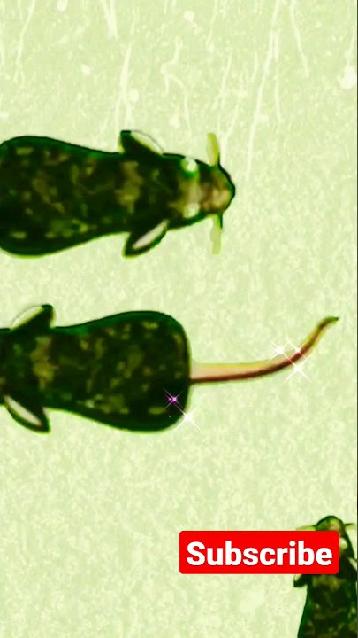 cat games - tikus untuk mainan kucing #catgames  #tikus #kucing