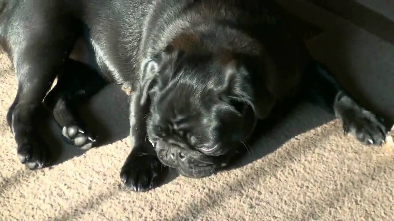 Droll Baby Black Pug Dog