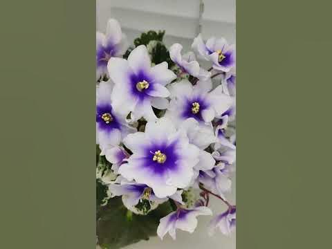 Фиалка Р-Дурман - YouTube