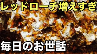 レッドローチ増えすぎた【爬虫類の餌】毎日のお世話　飼育繁殖