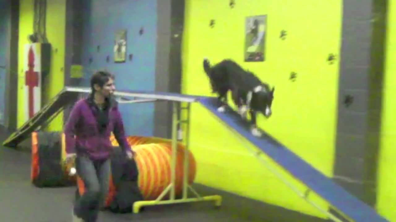 Agility: Training 2on 2off Contacts with Zappa