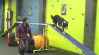 Agility: Training 2on 2off Contacts with Zappa
