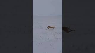 Tazı ile tilki avı ~ Greyhound vs Fox shorts shortsvideo keşfet wildlife fox