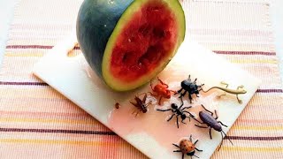 Stop Motion Cooking Make beetle mukbang salad from watermelon ASMR Unusual Cooking Funny Videos