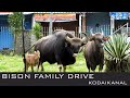 Bison Drive From Bryant Park, Anna Park to Forest | Kodaikanal