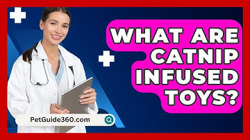 What Are Catnip Infused Toys? - PetGuide360.com
