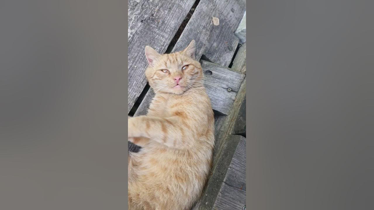 Why Does Cats Love Catnip funnycats catnip catshorts kitten YouTube why-does-cats-love-catnip-funnycats-catnip-catshorts-kitten-youtube