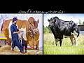 9 Most Unusual Cows In The World |  دنیا میں موجود سب سے انوکھی گائے | Haider Tv