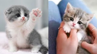 Baby Cats - Cute and Funny Cat Videos Compilation #36 | Aww Animals