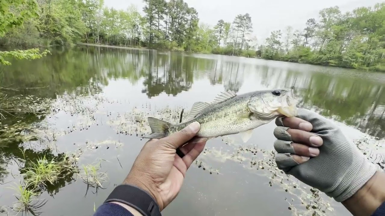 Bass fishing. Ponds
