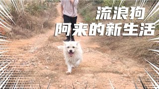 流浪狗阿来在果园的新生活！ by 猫肥屋润 39 views 3 years ago 6 minutes, 29 seconds