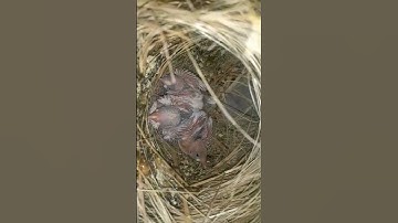 White Java Chicks 🐣 || FinchEee || #java #breedingprogress #nature #2024