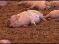 パルシステムの日本型畜産「豚」編