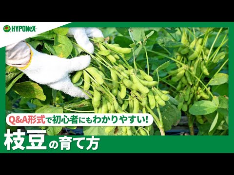 74 枝豆の育て方 美味しい枝豆を実らせるコツは 植えつけや時期や 水やりと肥料の与え方などもご紹介 Plantiaq A 植物の情報 育て方をq A形式でご紹介 Youtube