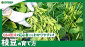 枝豆 摘芯 たくさん収穫したい方は実施しましょう 家庭菜園 エダマメ えだまめ Youtube