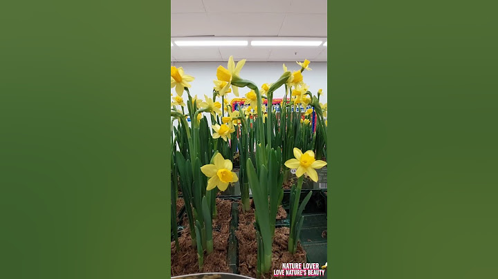 Beautiful Outdoor Traditional Plants (Tete-a-tete/Daffodils) Love nature's @lovenaturesbeauty