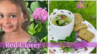 We identify and collect RED CLOVER ☘️ we made clover flour out of it and backed some muffins!