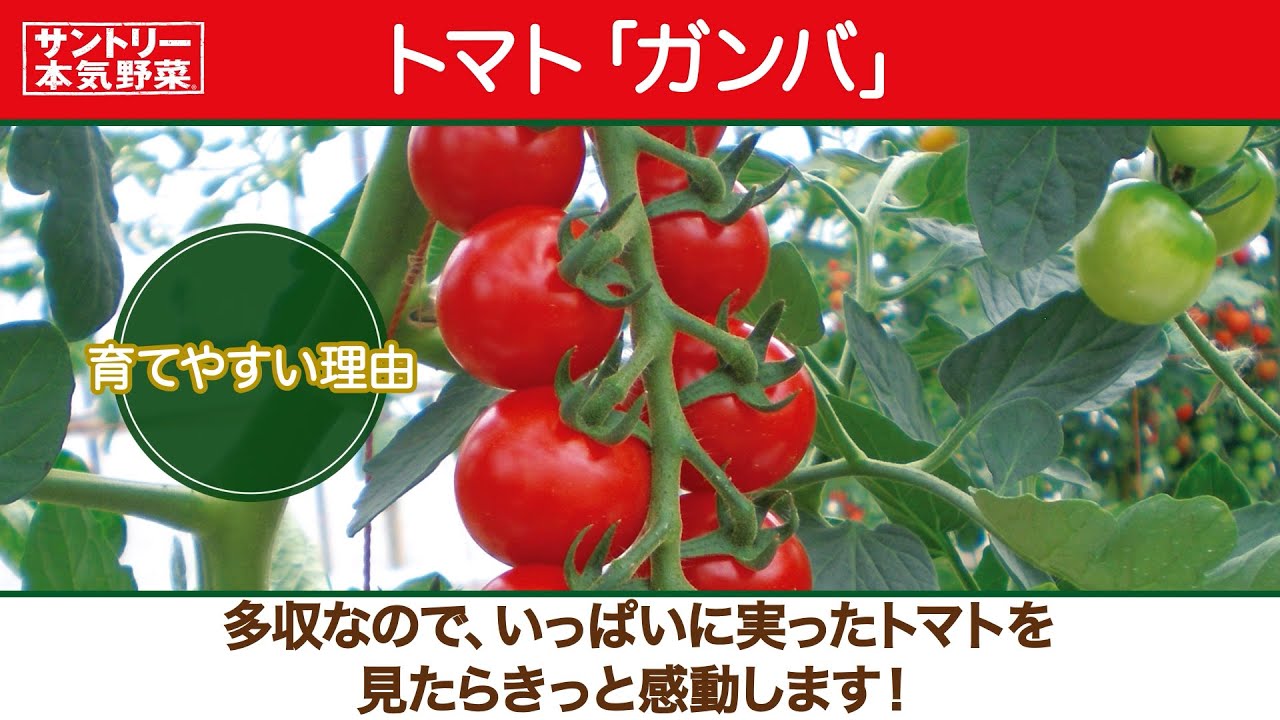 サントリー本気野菜 トマト ガンバ 商品紹介 32秒 Youtube