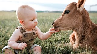 El Momento Más Divertido Entre Bebés Y Vaca #3 👶🐮 Compilación De Bebés Divertidos