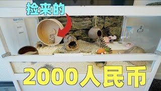 Hamster new house