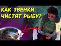 Как быстро и просто эвенки чистят рыбу