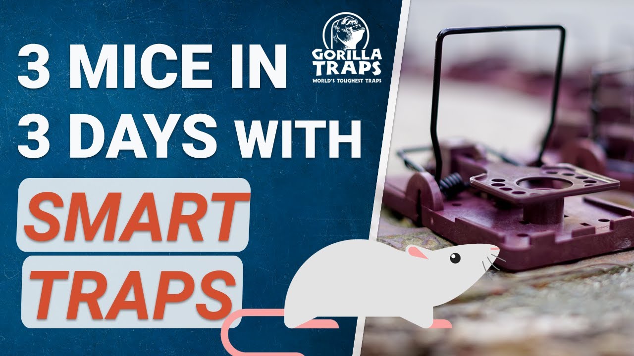 3 mice in 3 days with smart traps - humane, non-toxic and clean - YouTube