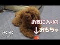 【おもちゃ】最近お気に入りのモモのおもちゃ！反応が可愛いすぎた！トイプードルのモモ　toypoodle.momo