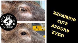 Repairing a cut to deer eyelids - Taxidermy repair