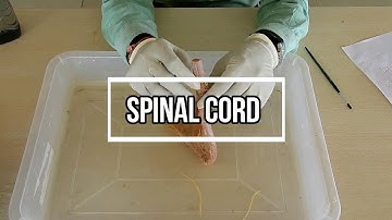 Spinal Cord - External Features