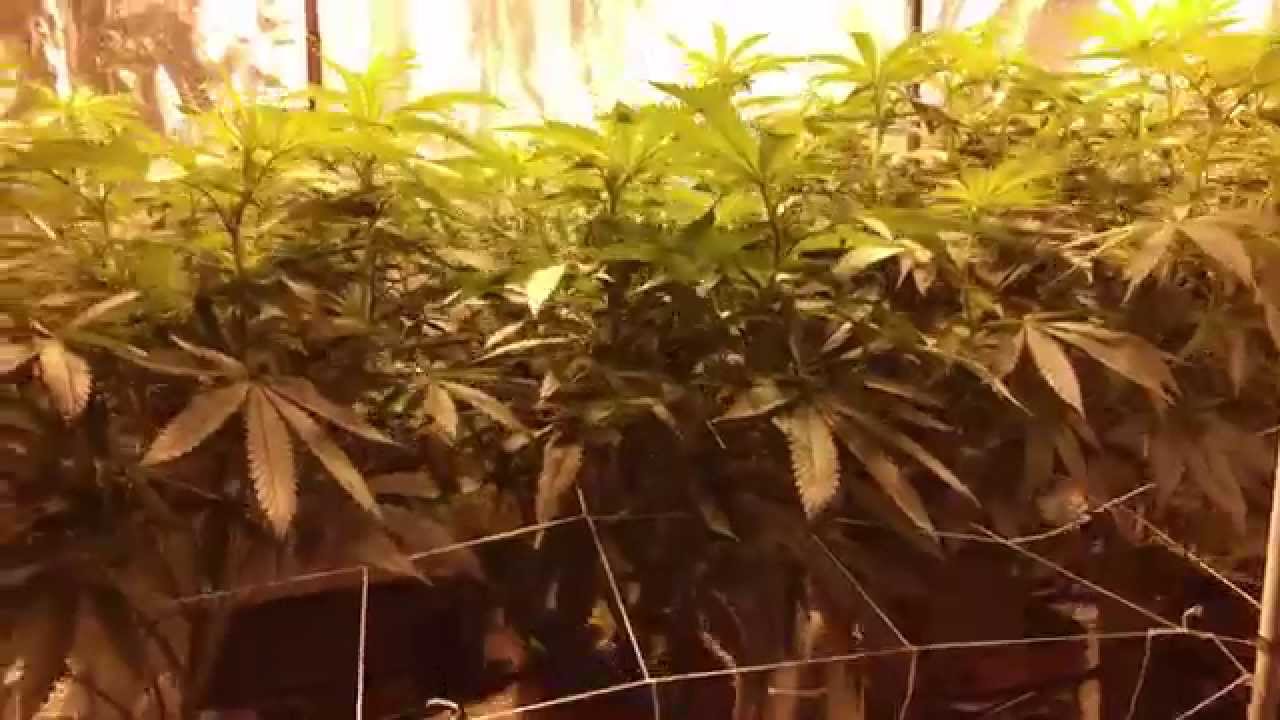 Chem4 OG Week 1 (Day 7) Flowering