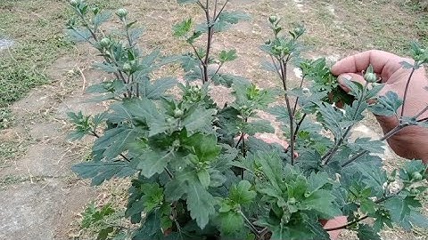 Cúc Cổ Sơn La Cho Hoa Dịp Tết