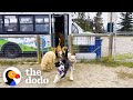 Guy Drives A School Bus Full Of Dogs | The Dodo